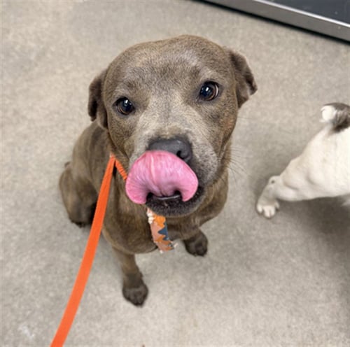 CHAPARRITA - Pit Bull Terrier available for adoption