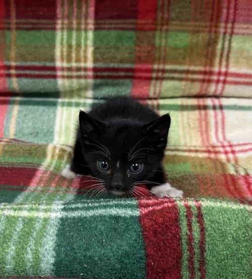 SOKKA - Domestic Short Hair available for adoption
