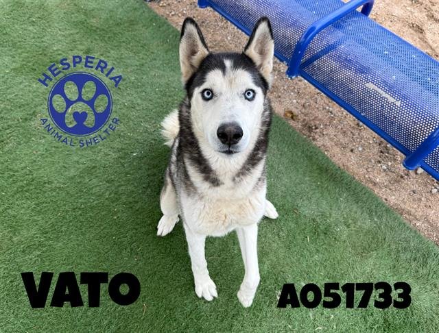 VATO - Siberian Husky available for adoption