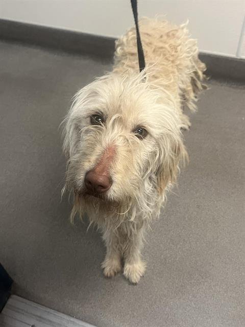 A122380 - German Wirehaired Pointer available for adoption