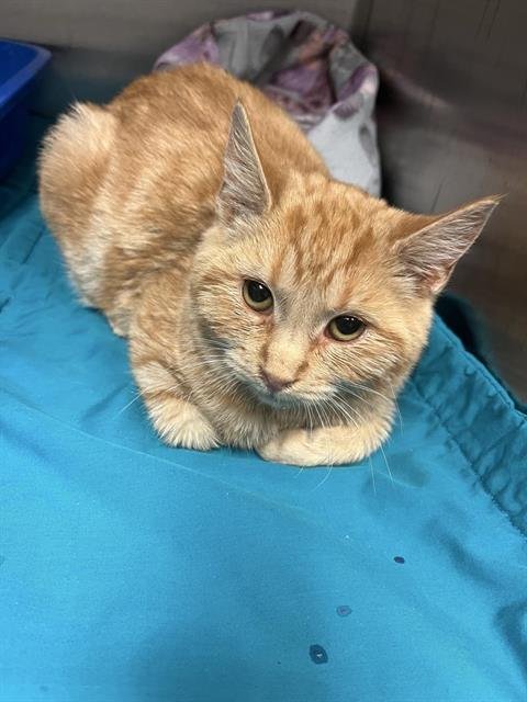 MAC - Domestic Short Hair available for adoption