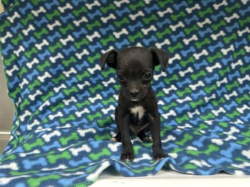 A127947 - Chihuahua available for adoption