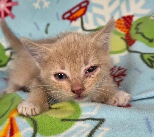 A124823 - Domestic Short Hair available for adoption
