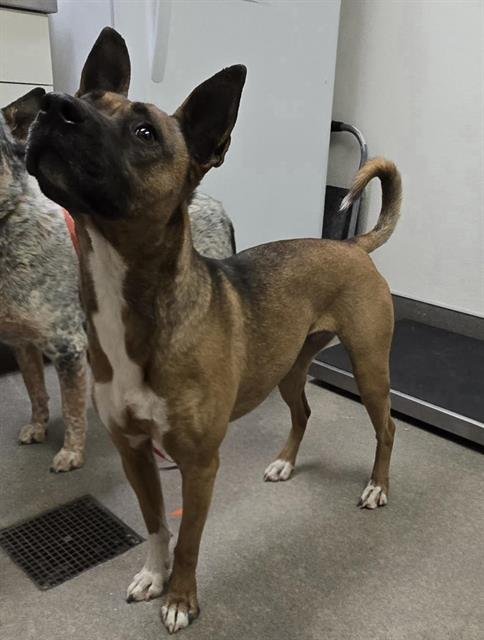 NOVA (RESCUE ONLY) - Boxer available for adoption