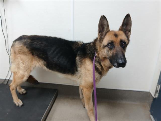MAPLE - German Shepherd Dog available for adoption