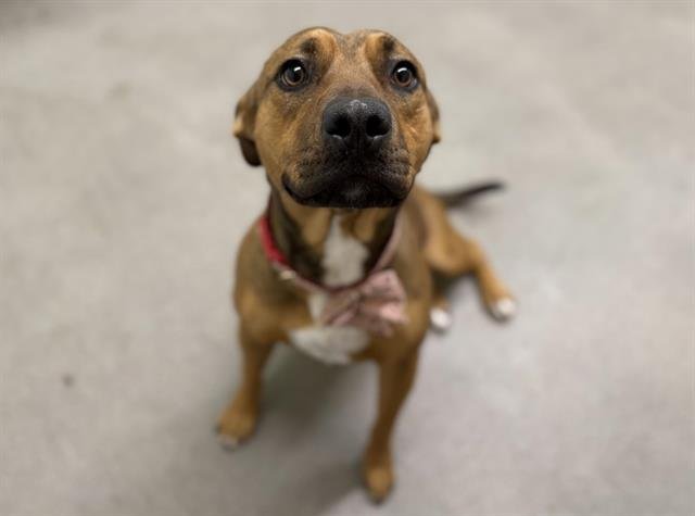 CLEMENTINE - Pit Bull Terrier available for adoption