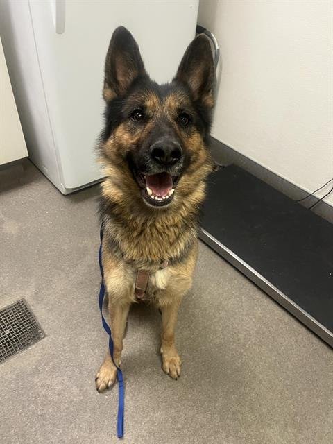 NIX - German Shepherd Dog available for adoption