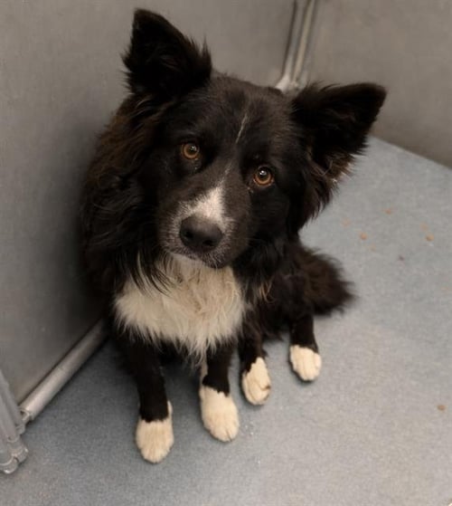 A123778 - Border Collie available for adoption
