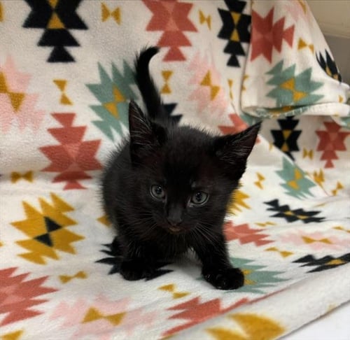MILLER (NURSING) - Domestic Short Hair for adoption in Victorville