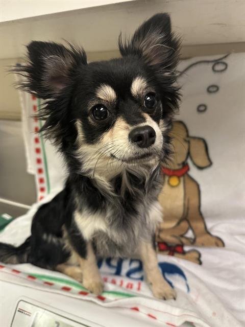 A122306 - Chihuahua available for adoption