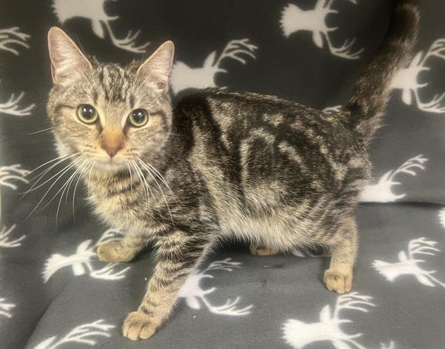 DUMPLING - Domestic Short Hair available for adoption