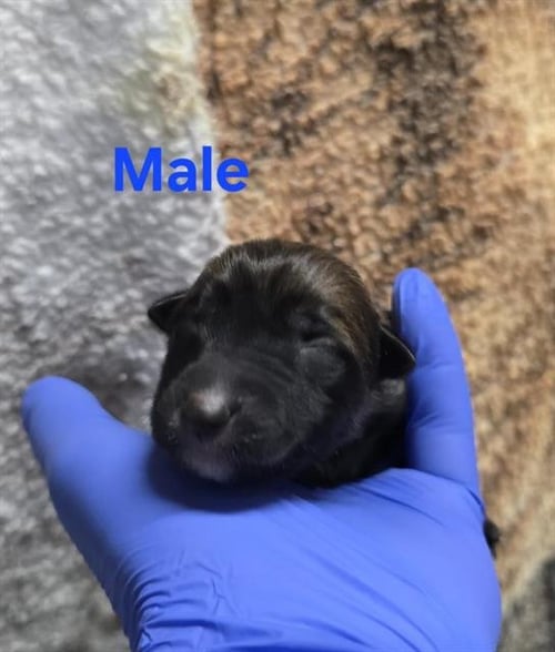 A127843 - German Shepherd Dog available for adoption