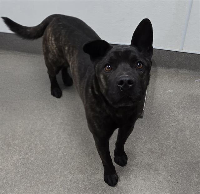 BUCKY - Staffordshire Bull Terrier / Siberian Husky available for adoption