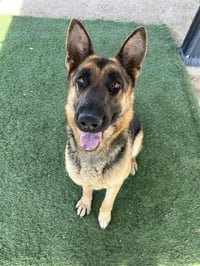 LAIKA - Photo 1