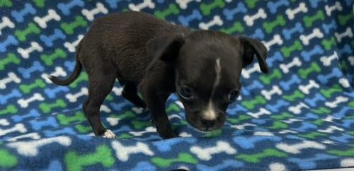 A127945 - Chihuahua available for adoption