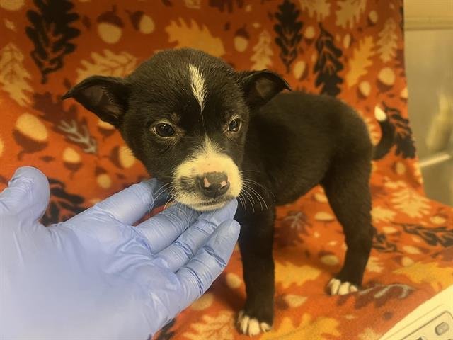 BIG MAC - Pit Bull Terrier available for adoption