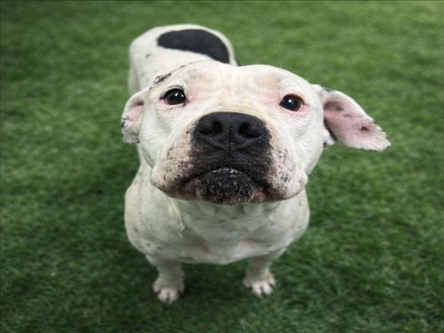 MOOSHOO - American Bulldog available for adoption