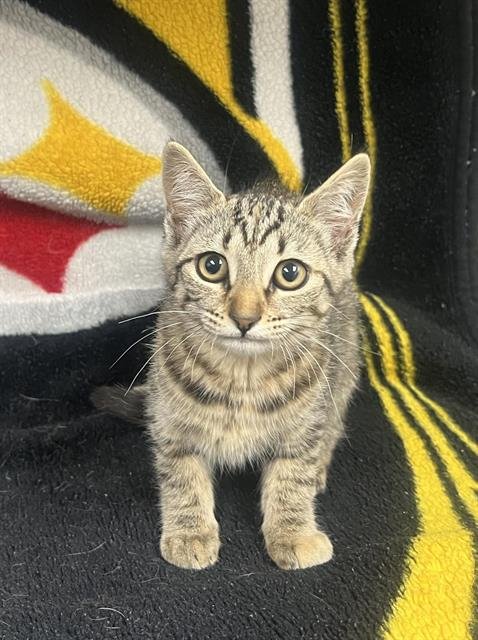 KITTY PURRY - Domestic Short Hair for adoption in Victorville
