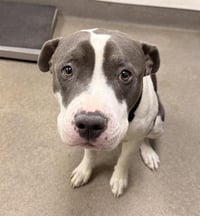 PETEY - Photo 1