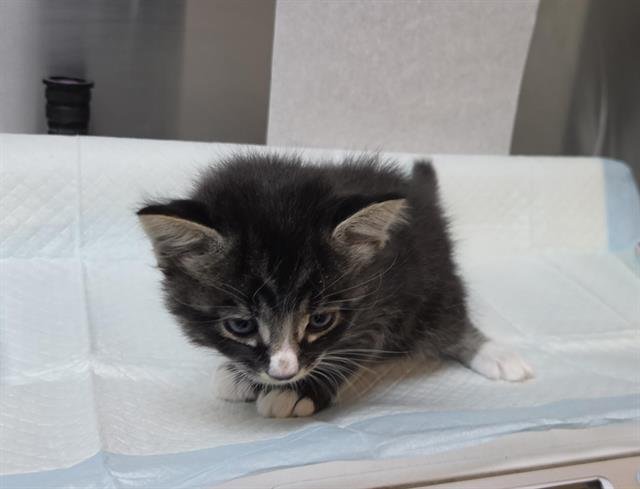 COYOTE (RESCUE ONLY) Image