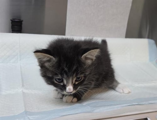 COYOTE (RESCUE ONLY) - Domestic Long Hair available for adoption