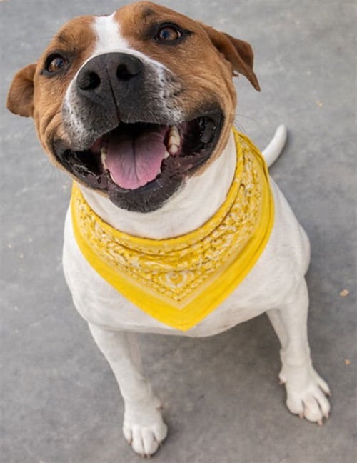 CHARLIE - Pit Bull Terrier available for adoption