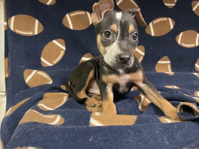 PEANUT - German Shepherd Dog available for adoption