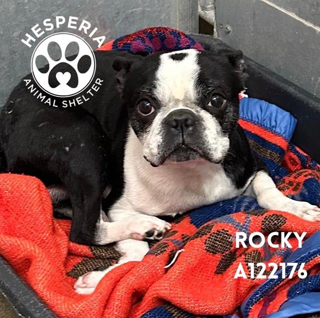 ROCKY - Boston Terrier available for adoption