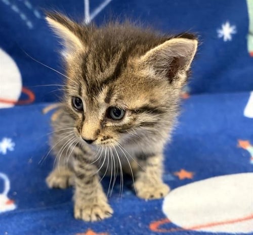 LEONARD - Domestic Short Hair available for adoption