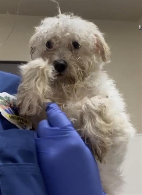 SNOWFLAKE (RESCUE ONLY) - Poodle (Toy) available for adoption