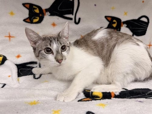 ALLISTAIRE - Domestic Short Hair for adoption in Victorville
