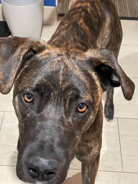 BENNY - Staffordshire Bull Terrier available for adoption