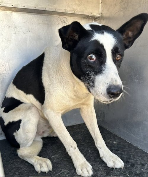 OLIVE - Pit Bull Terrier / Siberian Husky available for adoption