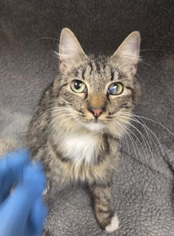 NALA - Domestic Long Hair available for adoption