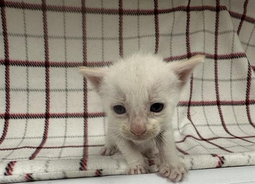 A127876 - Domestic Short Hair available for adoption