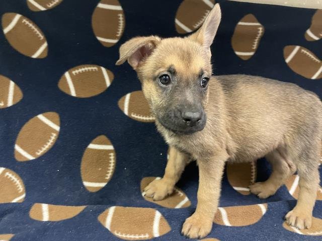 COCONUT - German Shepherd Dog available for adoption