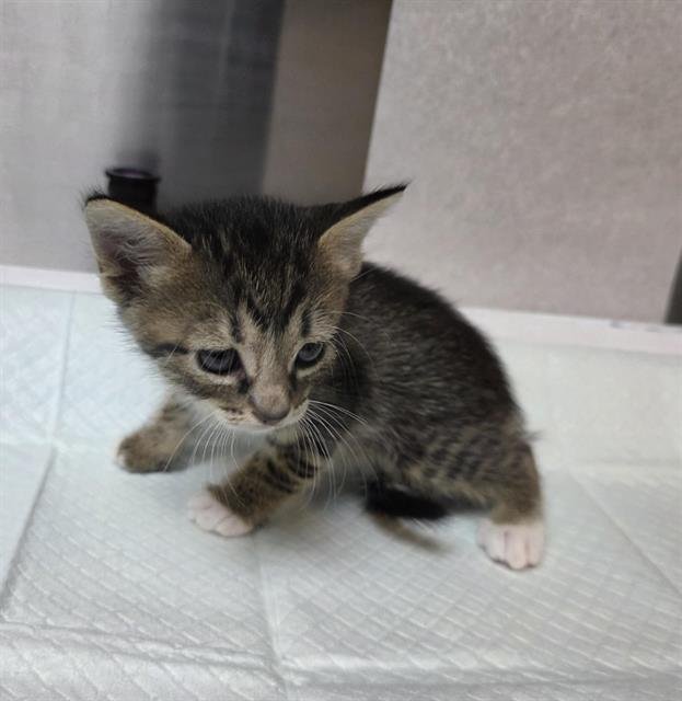 BATTY (RESCUE ONLY) Image