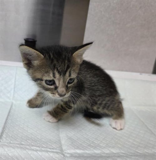 BATTY (RESCUE ONLY) - Domestic Short Hair available for adoption