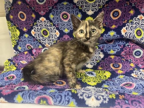 A127109 - Domestic Short Hair available for adoption