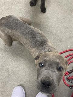 A123304 - Pit Bull Terrier available for adoption