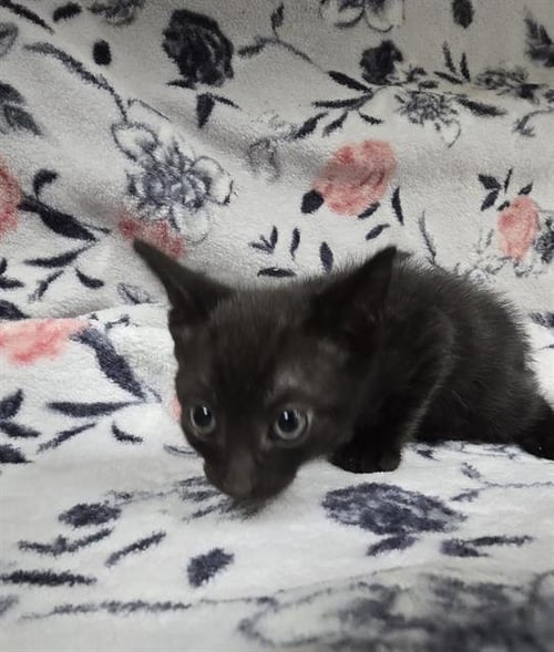 NED - Domestic Short Hair available for adoption