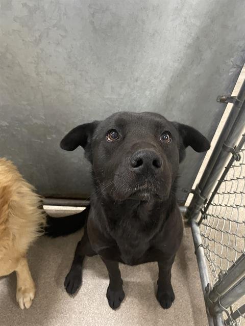 DUMPLING - Labrador Retriever / Pit Bull Terrier available for adoption