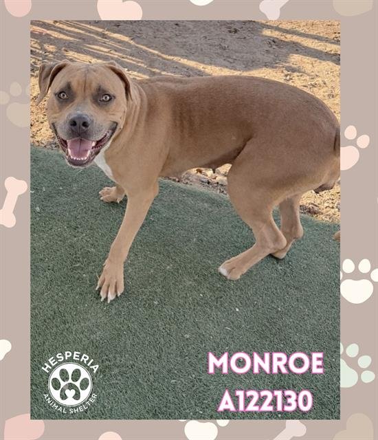 MONROE - Pit Bull Terrier / Boxer available for adoption