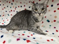 A124948 - Photo 1