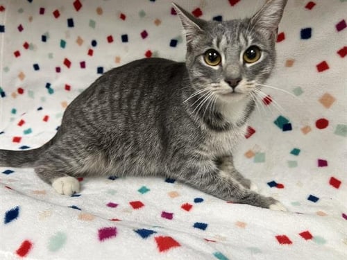 A124948 - Domestic Short Hair available for adoption