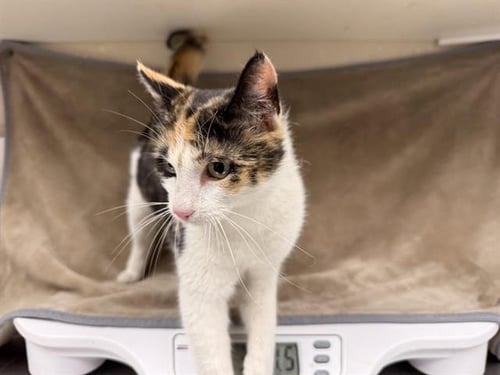 POLLITO (NURSING MOM) - Domestic Short Hair available for adoption