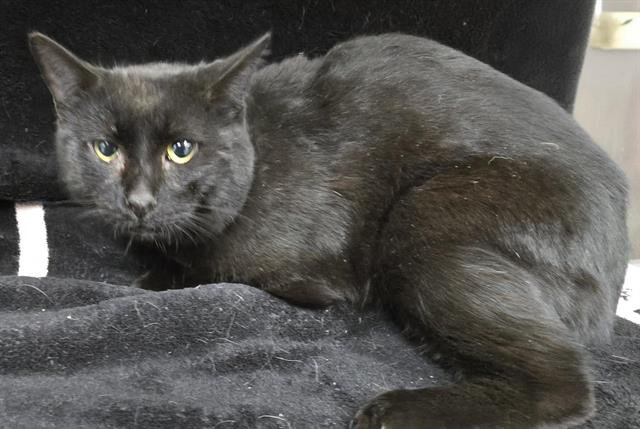 SHADE - Domestic Short Hair available for adoption