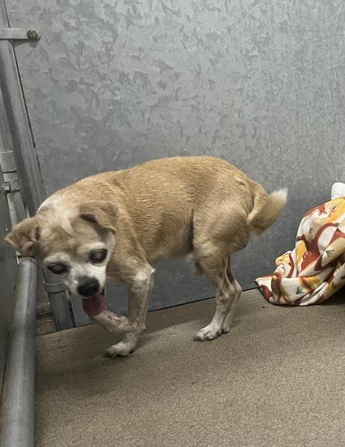 A122141 - Chihuahua available for adoption