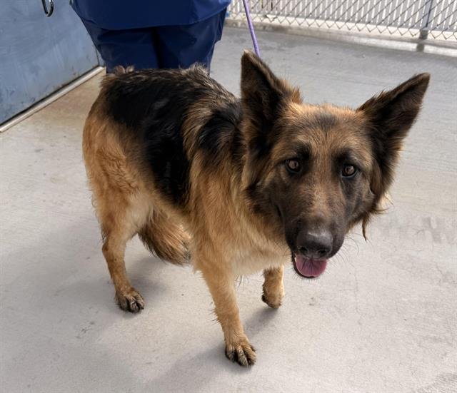 TITO - German Shepherd Dog available for adoption