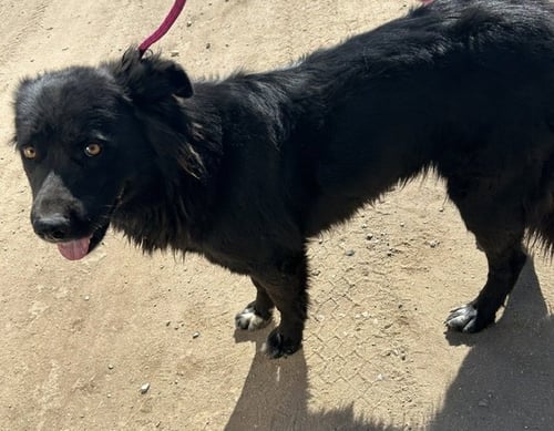 BEE - Border Collie available for adoption